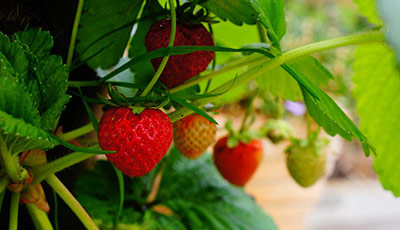 【莓好食光季】內湖東林草莓園 x Accupass 草莓變身計畫｜採草莓+手作天然草莓果醬